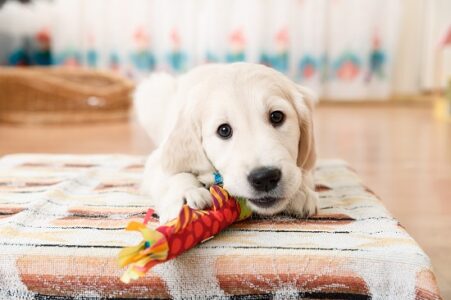 How to Keep a Healthy Home with Pets Image